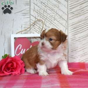 Otis, Shih Tzu Puppy